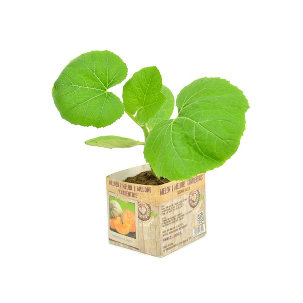 Meloen Charentis kopen bij moestuinenbloem.nl