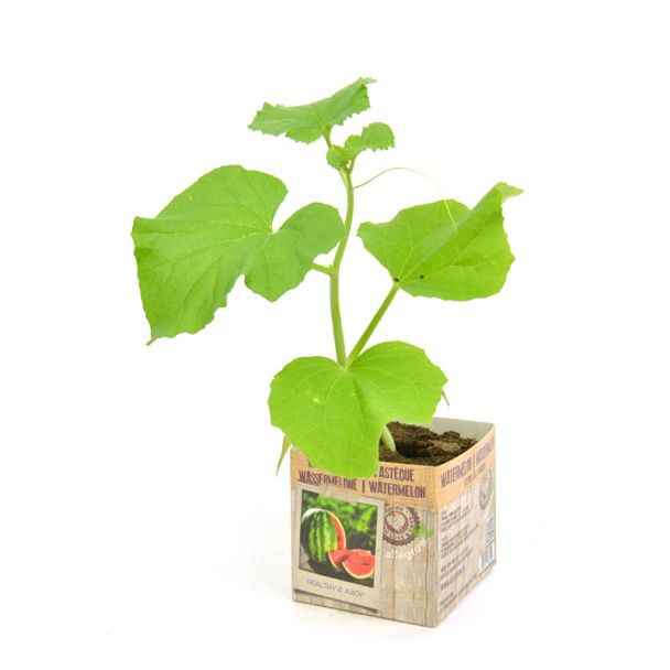 Watermeloen planten kopen bij moestuinenbloem.nl