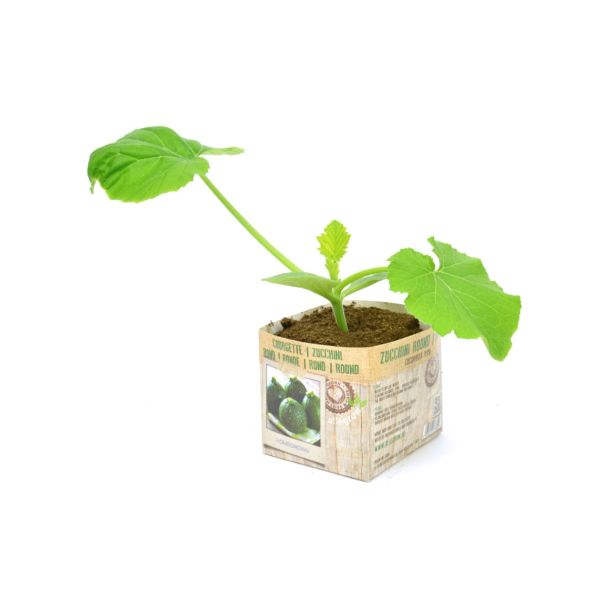 Ronde courgette wint snel aan populariteit