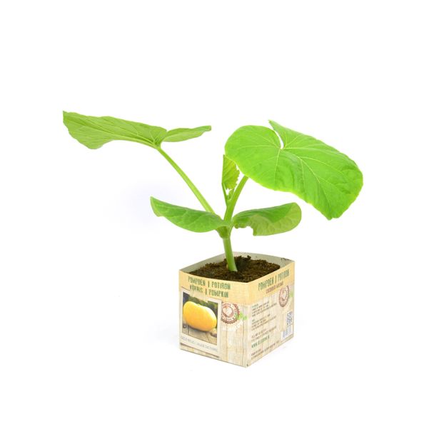 Pompoen planten koop je bij moestuinenbloem.nl