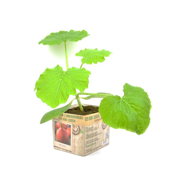 Pompoen Potimarron van moestuinenbloem.nl