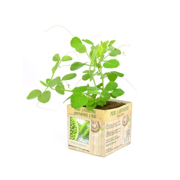 Erwten kweken doe je met de erwtenplanten van moestuinenbloem.nl