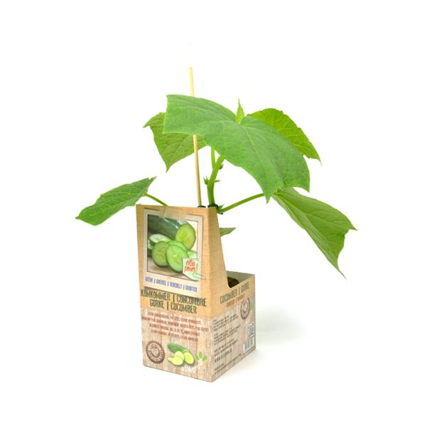 Geente komkommerplanten koop je bij moestuinenbloem.nl