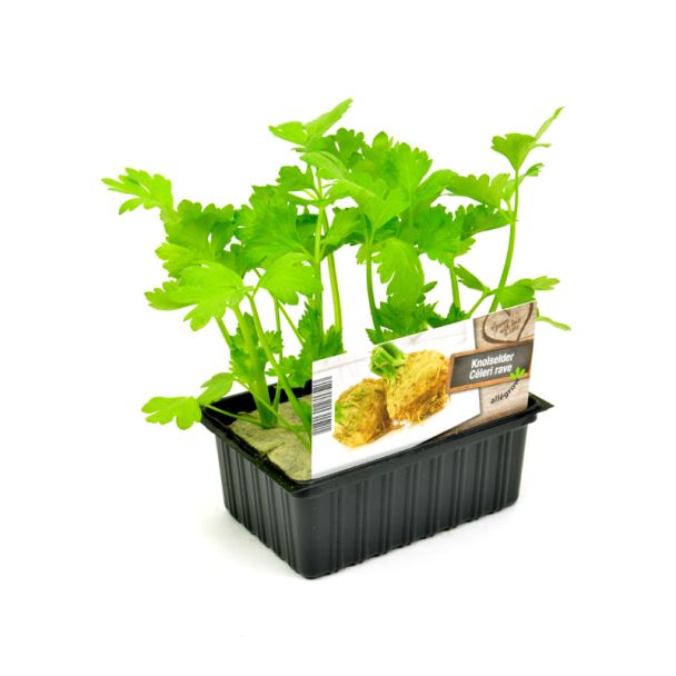 Knolselder plantjes