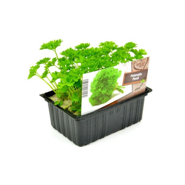 Krulpeterselie plantjes kopen