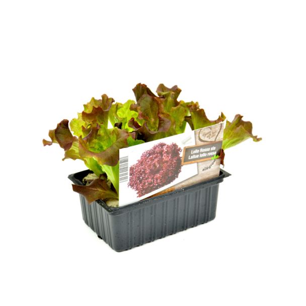 Rode krulsla plantjes