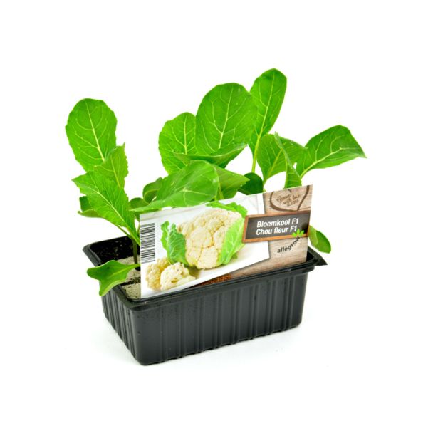 Winterbloemkool plantjes