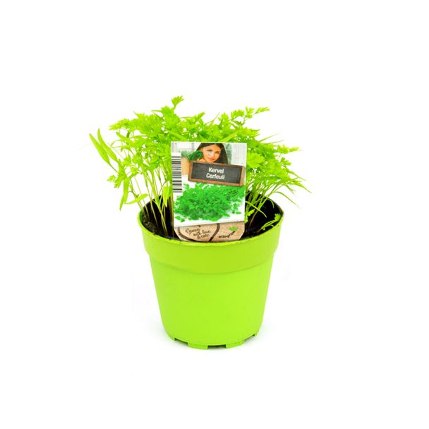 Kervel kruidenplant