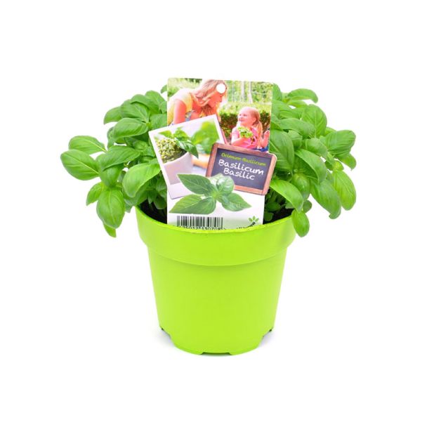 Basilicum in pot Ø13cm