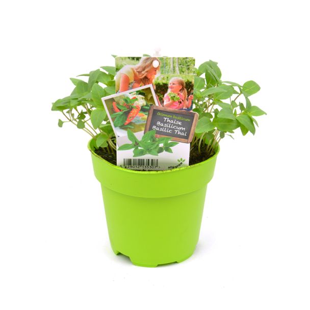 Thaise Basilicum