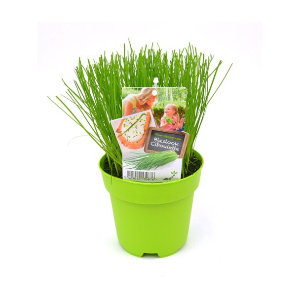 Bieslook in pot. Lekker in salades, bij vis en in de soep