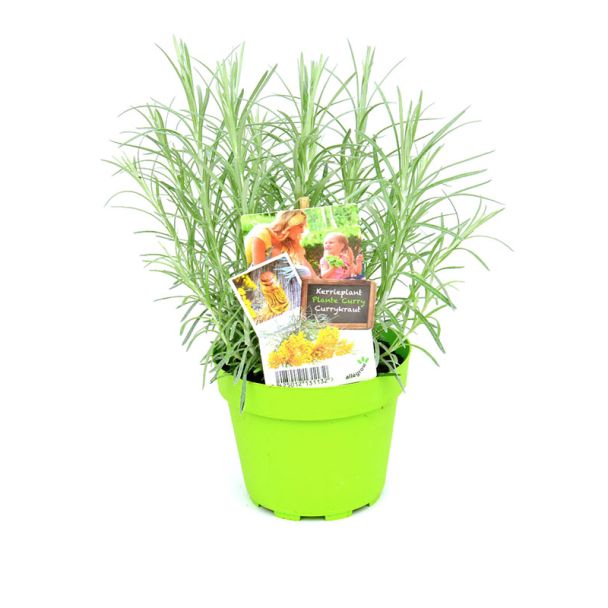 kerrieplant in pot