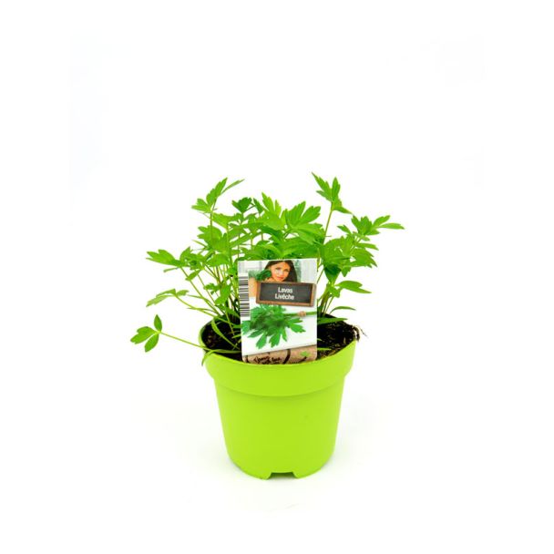 Lavas kruidenplant