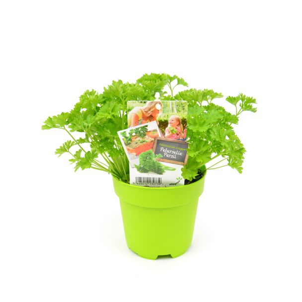Peterselie in pot (Ø13cm)