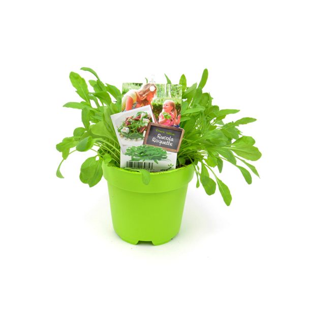 Rucola in pot