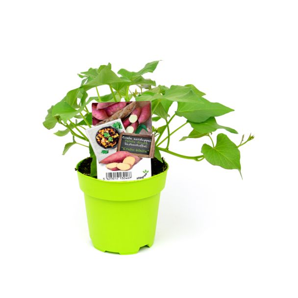 Zoete aardappelplant Erato White