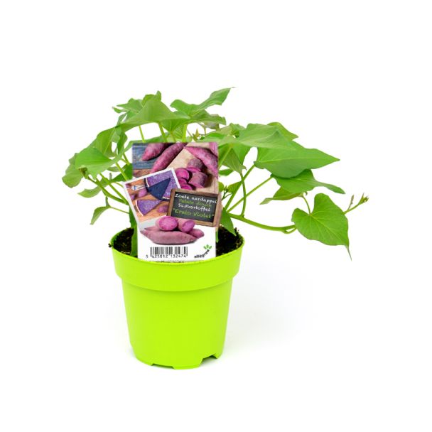 Zoete aardappel Erato Violet