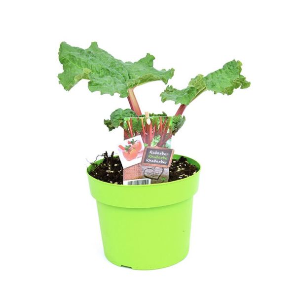 Rabarber gezaaid in pot