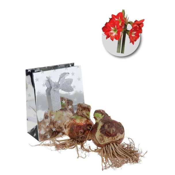 Amaryllis bloembollen - 2 stuks - rood - in geschenkverpakking