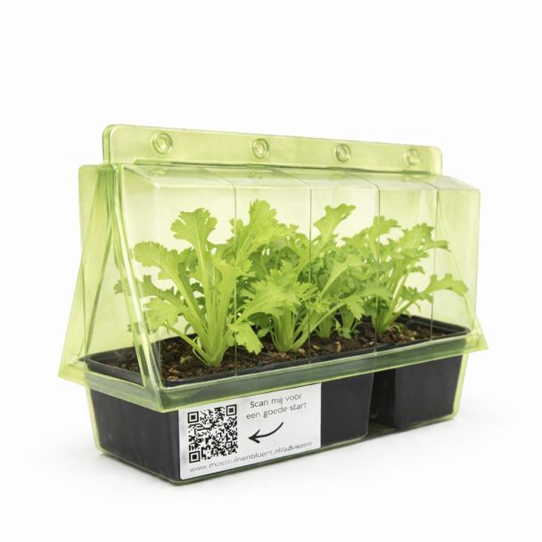 andijvie in verzendverpakking van moestuinenbloem.nl