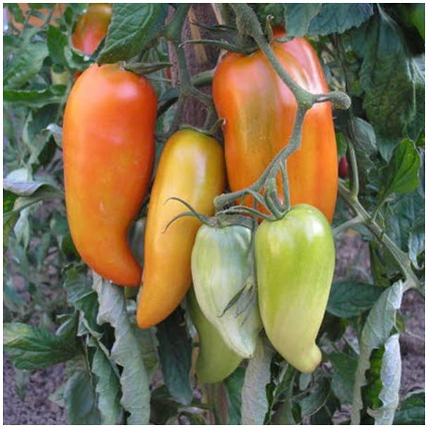 Andine tomaten