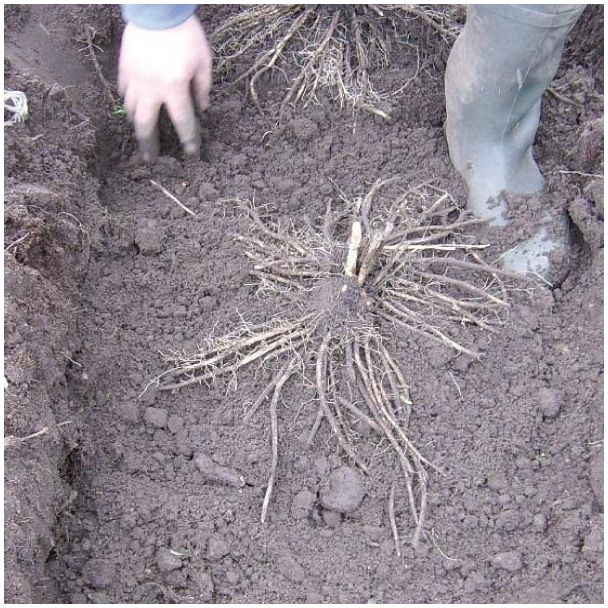 Aspergeklauwen planten
