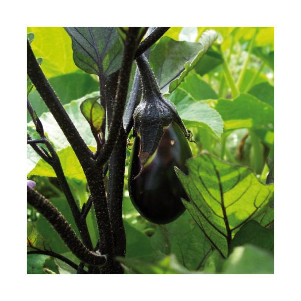 Aubergine aan plant