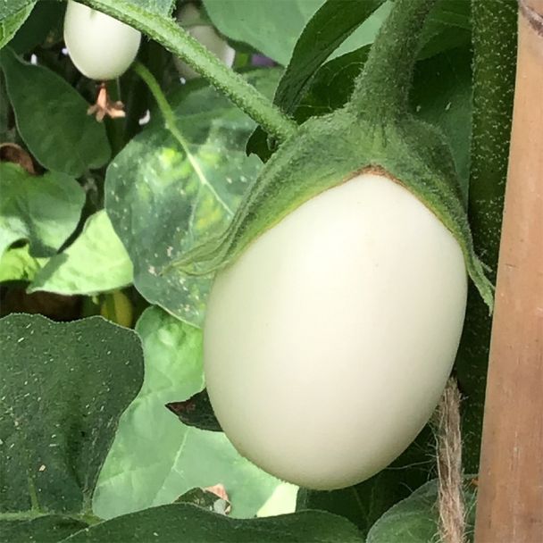 Witte aubergine