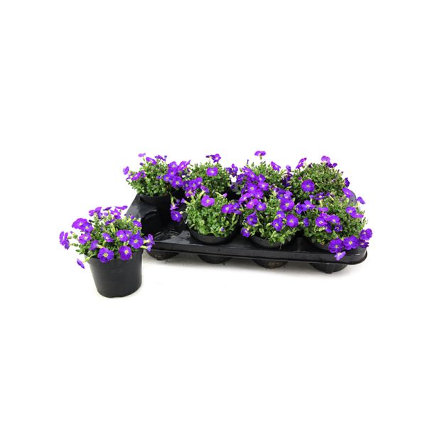 Randjesbloem / Blauwkussen - Aubrieta gracilis - blauw | 6 stuks
