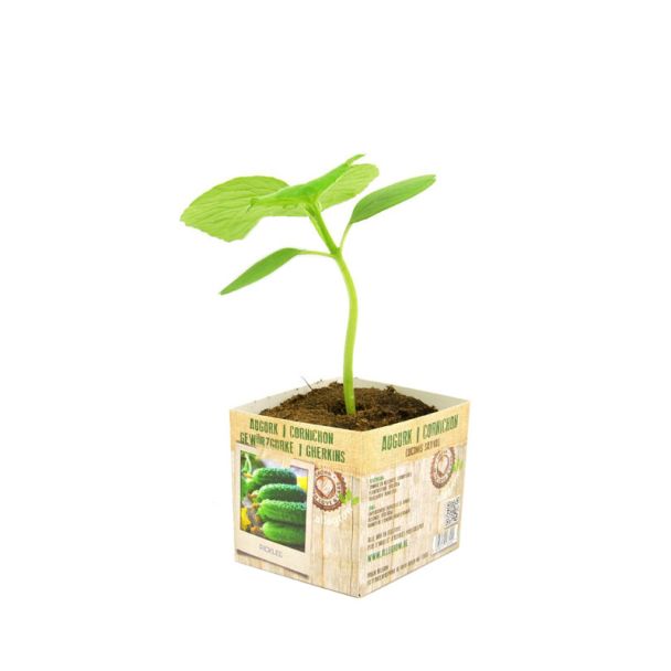 Augurkplant van moestuinenbloem.nl in perspot