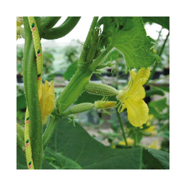 Augurkplant in bloei