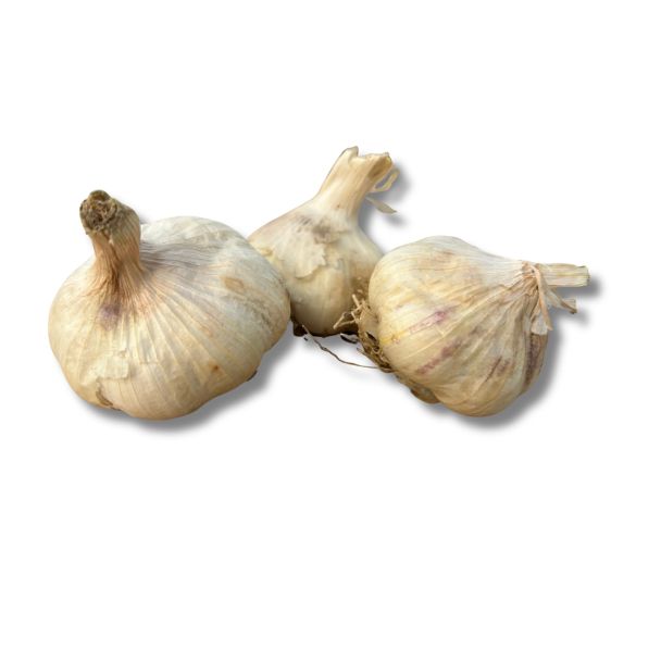 Bio plantknoflook Messidor