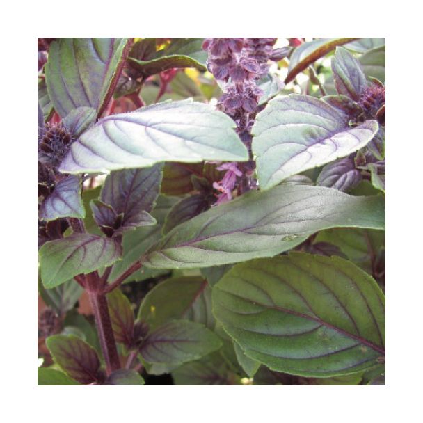 Basilicum - Tuinbasilicum Magic Blue in pot (Ø13cm)