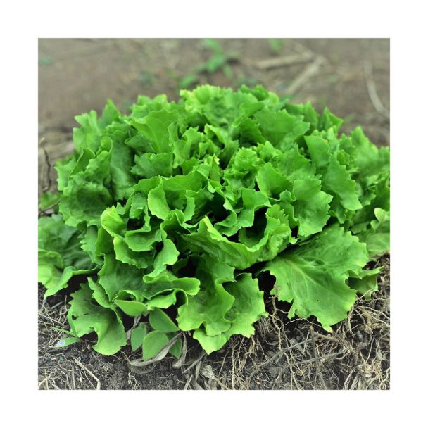 Winter andijvie koop je bij moestuinenbloem.nl