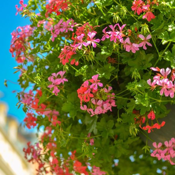 Prachtig bloeiende hanggeraniums