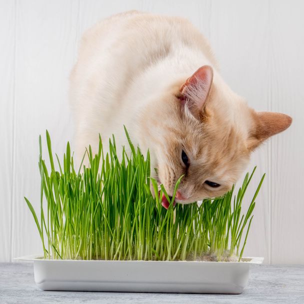 Katten eten graag Kattengras