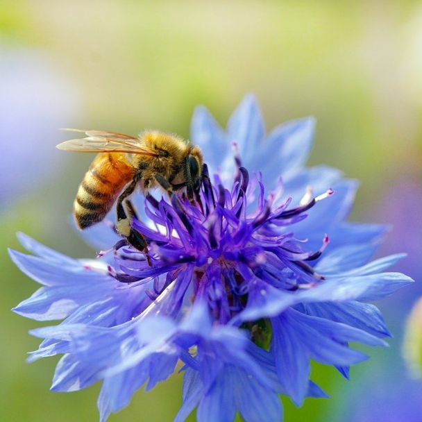 Korenbloem met bij