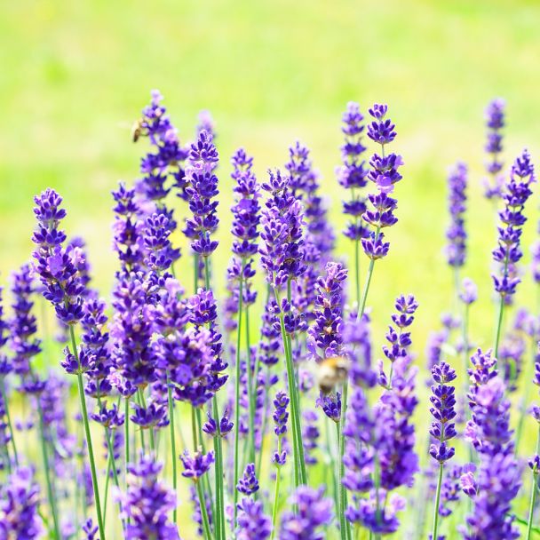 Lavendel in bloei - Tuin de Bruijn zaden
