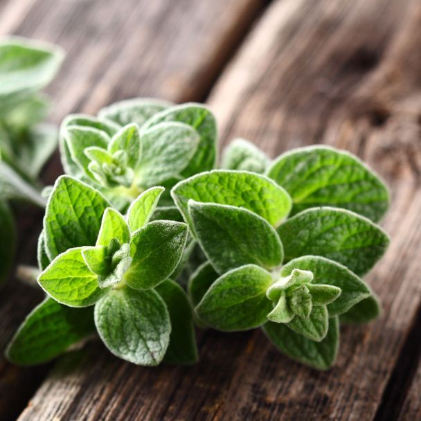 Mooie oregano oogst van de zaden van Tuin de Bruijn