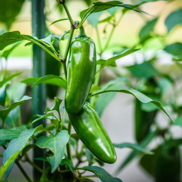  jalapeno pepers aan de plant