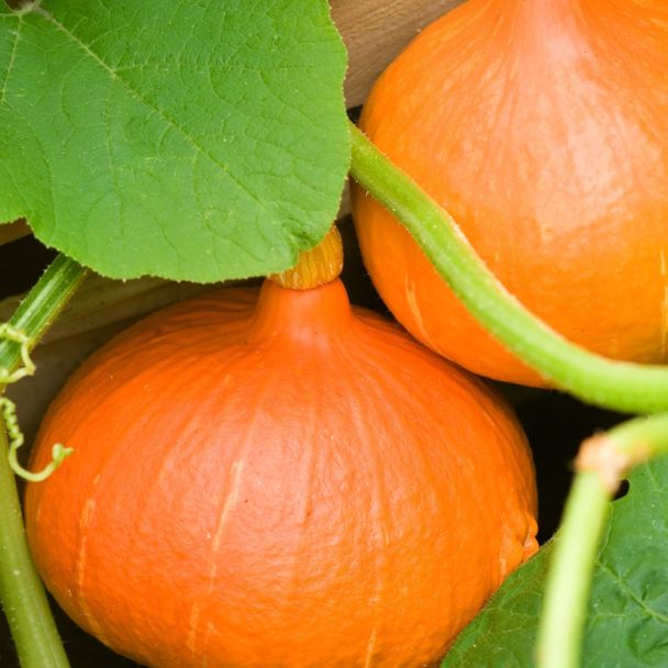Pompoen Uchiki Kuri (Oranje Zon) 