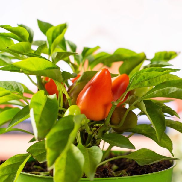 Pot paprika van de zaden van Tuin de Bruijn