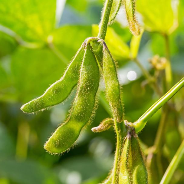 Peulen van de sojaboon aan de plant