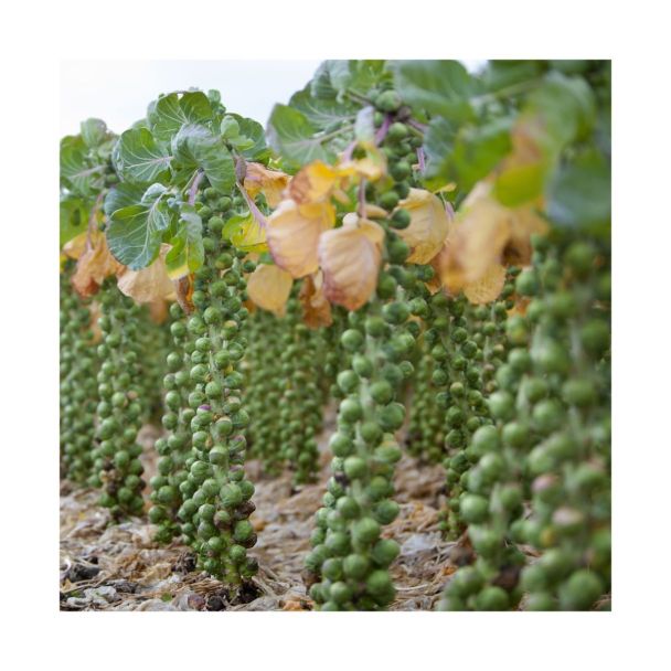 Spruitkool koop je bij moestuinenbloem.nl
