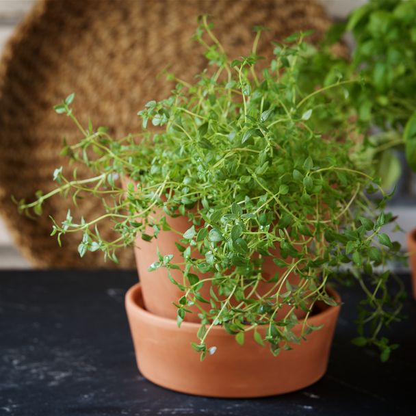 Wintertijm in pot