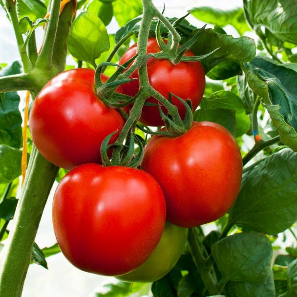 Mooie oogst tros tomaten van de zaden van Tuin de Bruijn