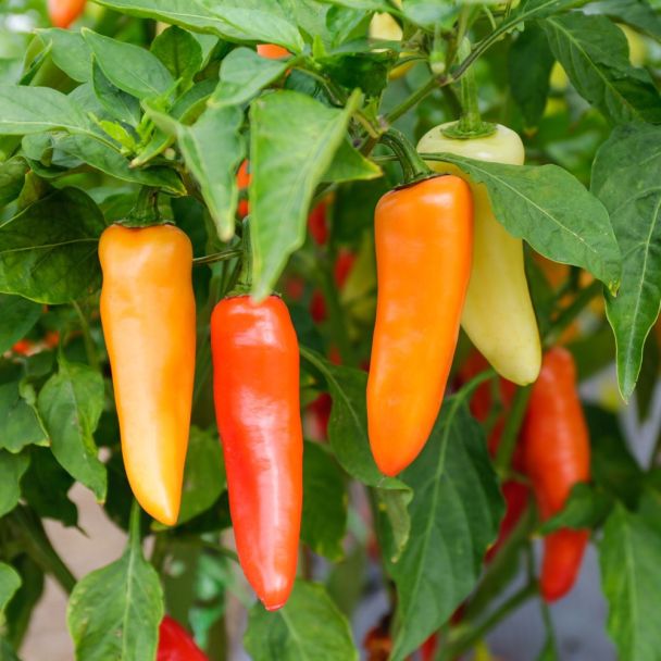 Mooie pepers aan de peperplant - Peper Hungarian Yellow Hot Wax