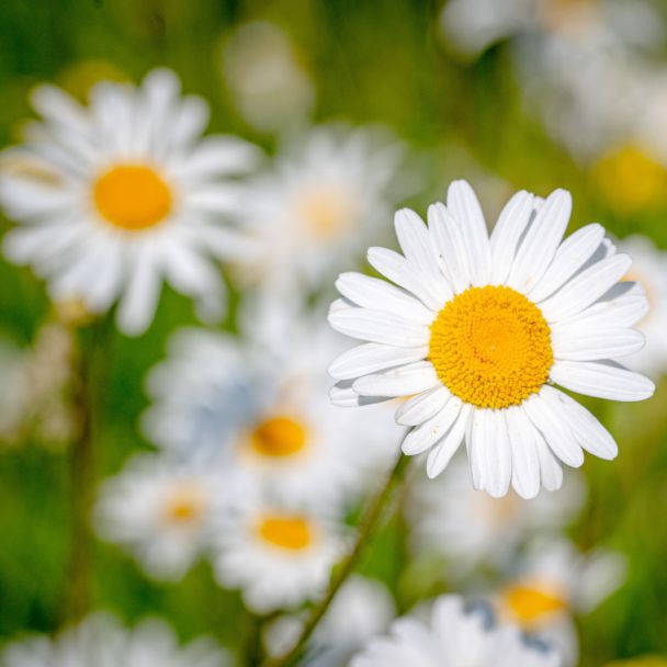 Margriet Alaska