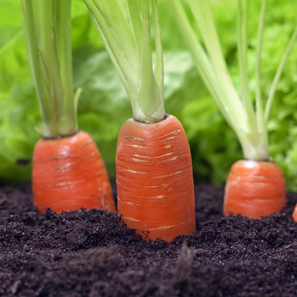 Mooie zomerwortelen uit de zaden van Tuin de Bruijn