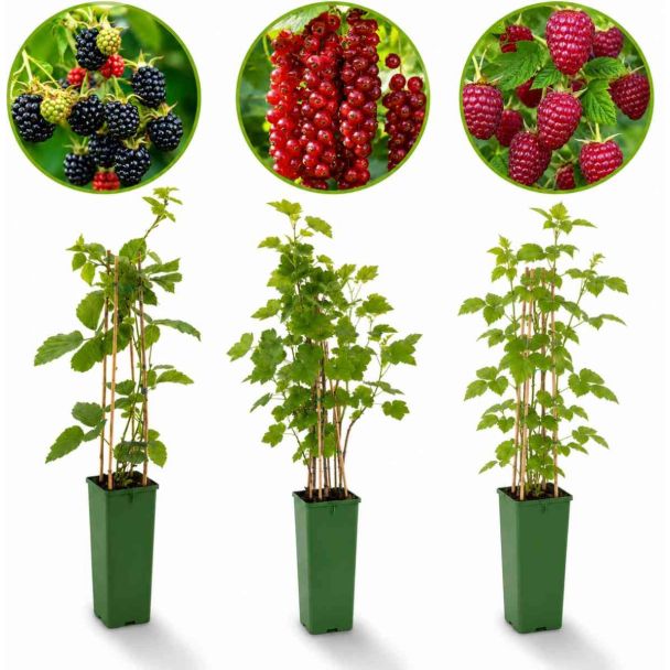 Zacht fruit set